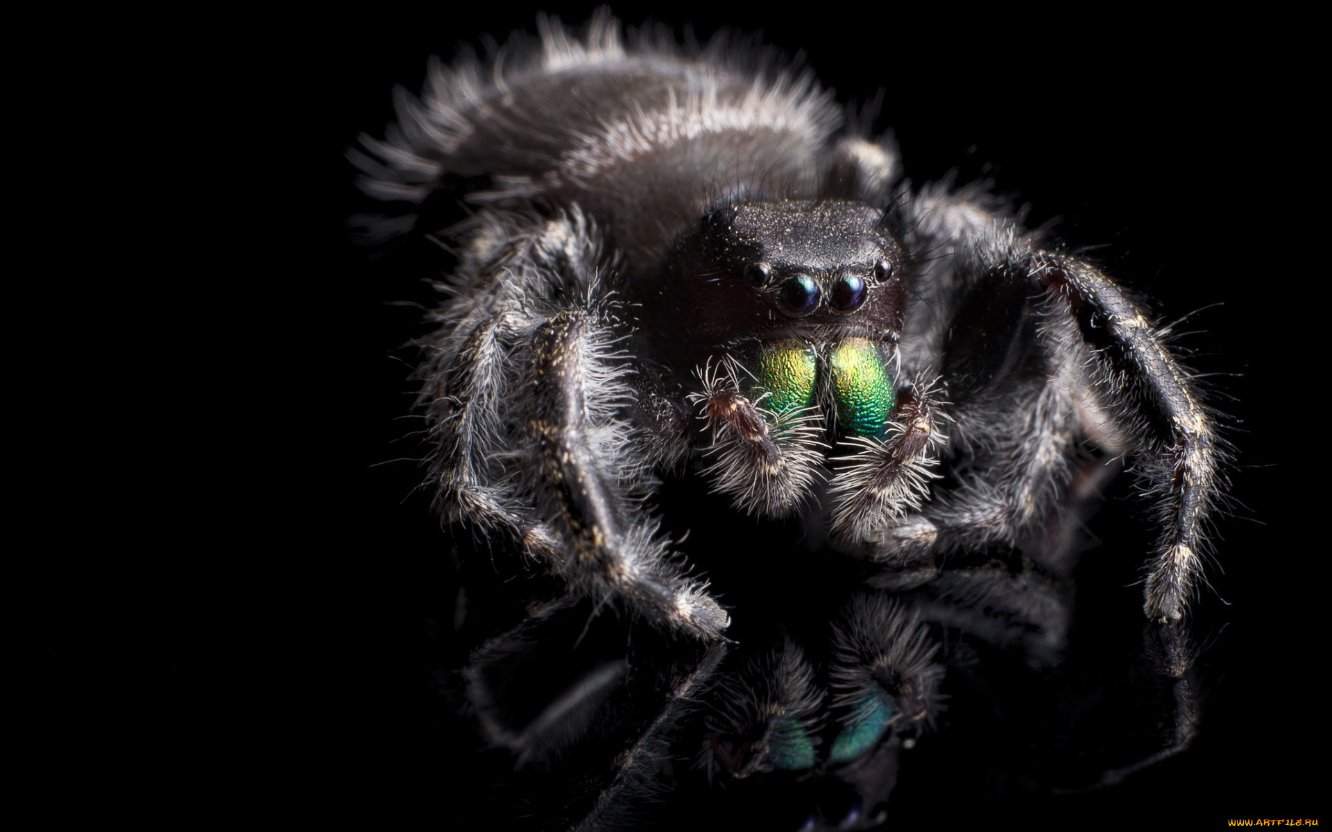 , , phidippus, audax, , 